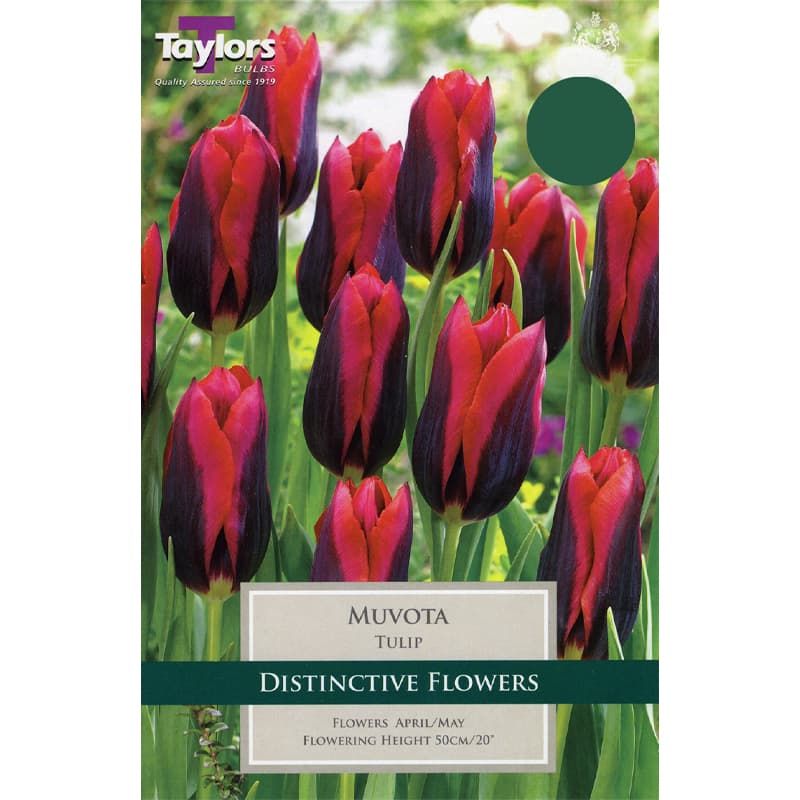 Tulip 'Muvota' Bulbs ( 6 pack)