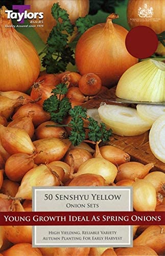Onion Senshyu Yellow  (50 Bulbs Per Pack)