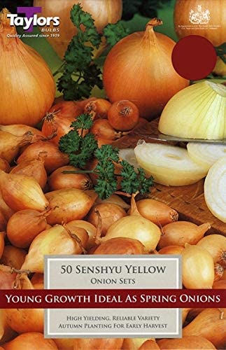 Onion Senshyu Yellow