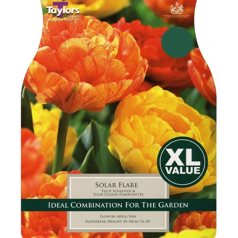 Tulip 'Solar Flare' (15 Pack)