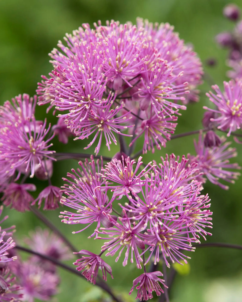 Thalictrum 'Little Pinkie' (2 Litres)
