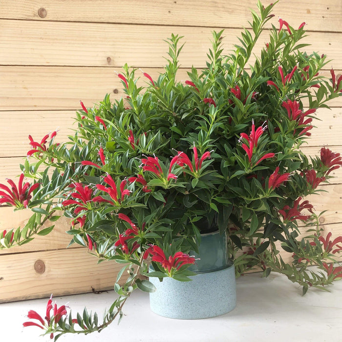 Aeschynanthus 'Japhrolepis' | Lipstick Plant (P18 Hanging Pot)