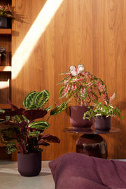 Elho The Winery Collection Round range – range lifestyle inspiration