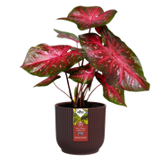 Elho The Winery Collection Round range – planted display