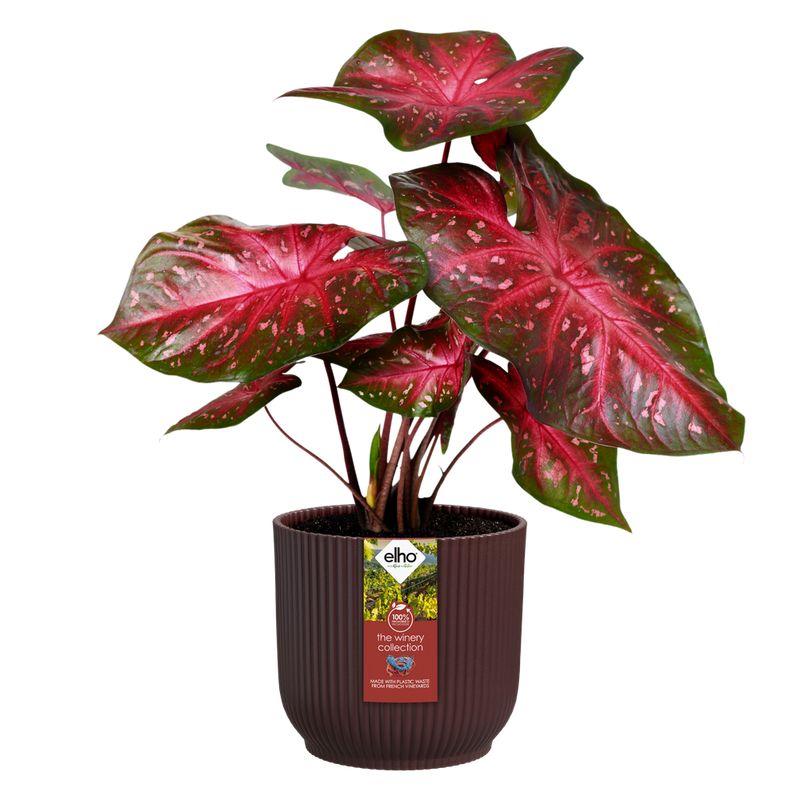 Elho The Winery Collection Round range – planted display