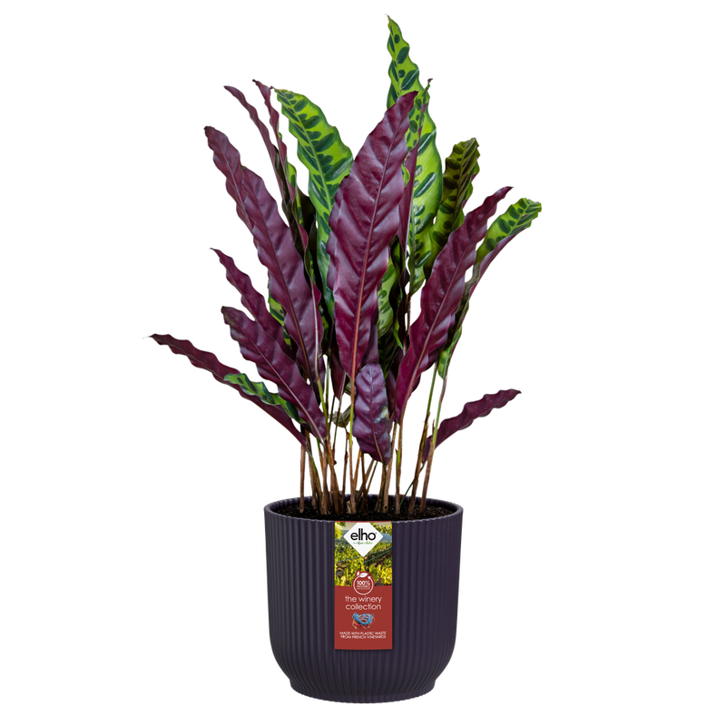 Elho The Winery Collection Round range – planted display