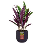 Elho The Winery Collection Round range – planted display