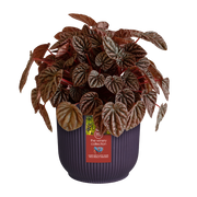 Elho The Winery Collection Round range – planted display