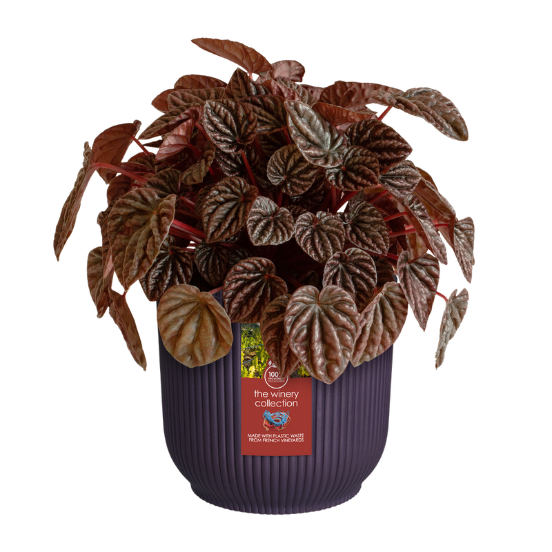 Elho The Winery Collection Round range – planted display