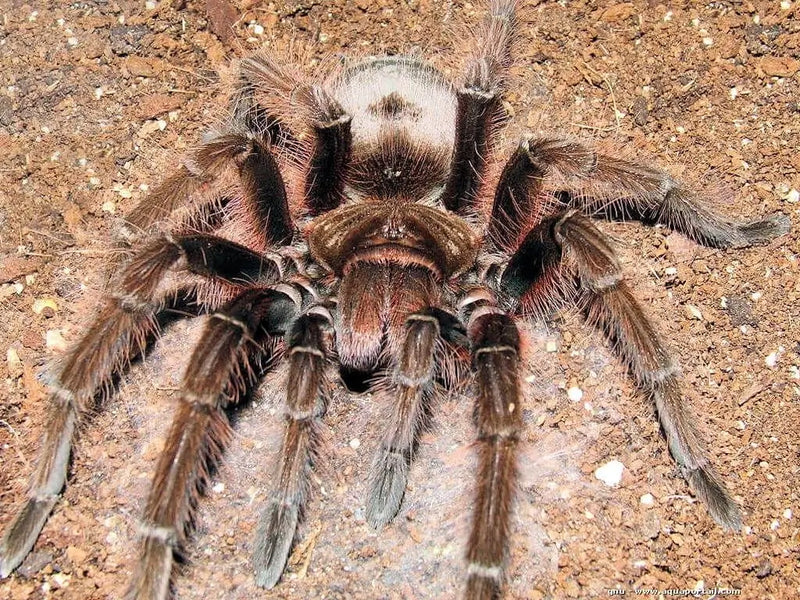 Pink Foot Goliath Bird Eater | Theraphosa apophysis (Juvenile)