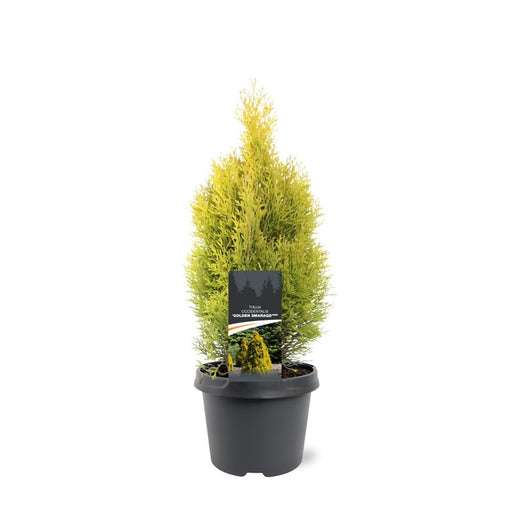 Thuja occidentalis 'Golden Smaragd' with narrow conical golden-green evergreen foliage