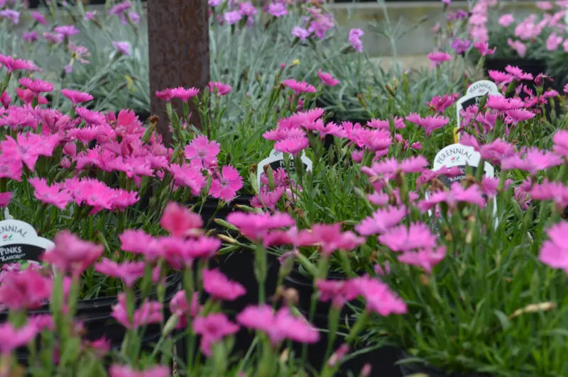 Dianthus Kahori 2L