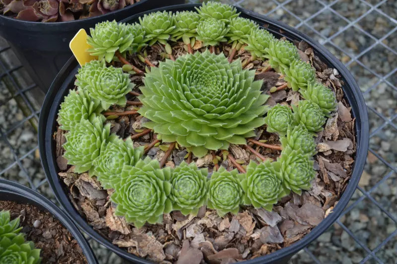 Sempervivum Green