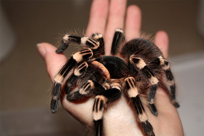 Brazilian White Knee Tarantula | Acanthoscuria geniculata (S)