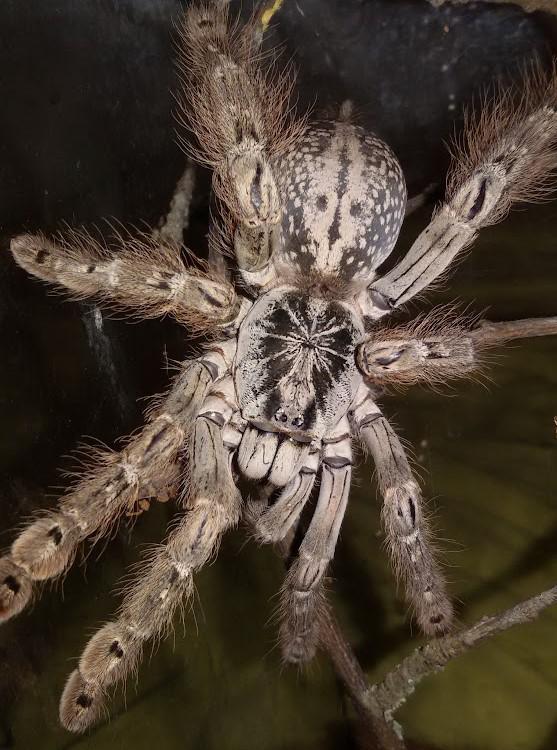 Togo Starburst Baboon Tarantula | Heteroscodra maculata s