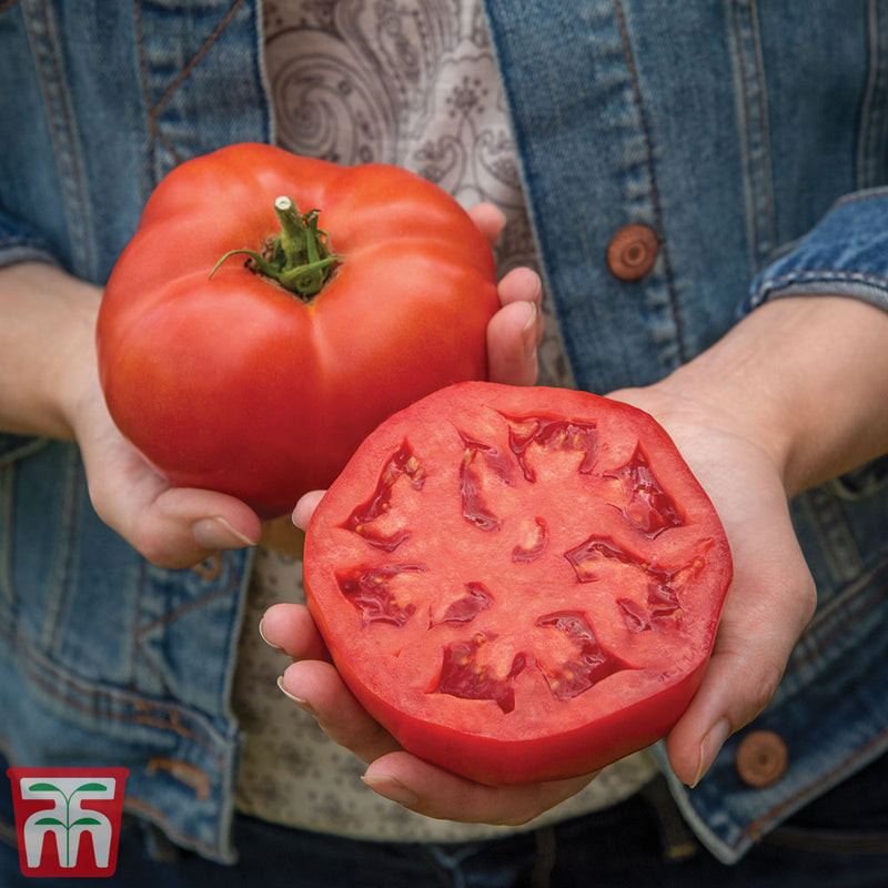 Tomato 'Burlesque' F1 Hybrid