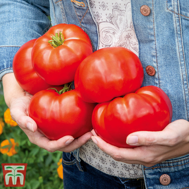 Tomato 'Burlesque' F1 Hybrid