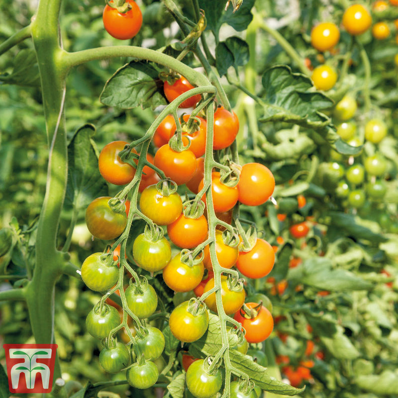 Tomato 'Honeycomb'