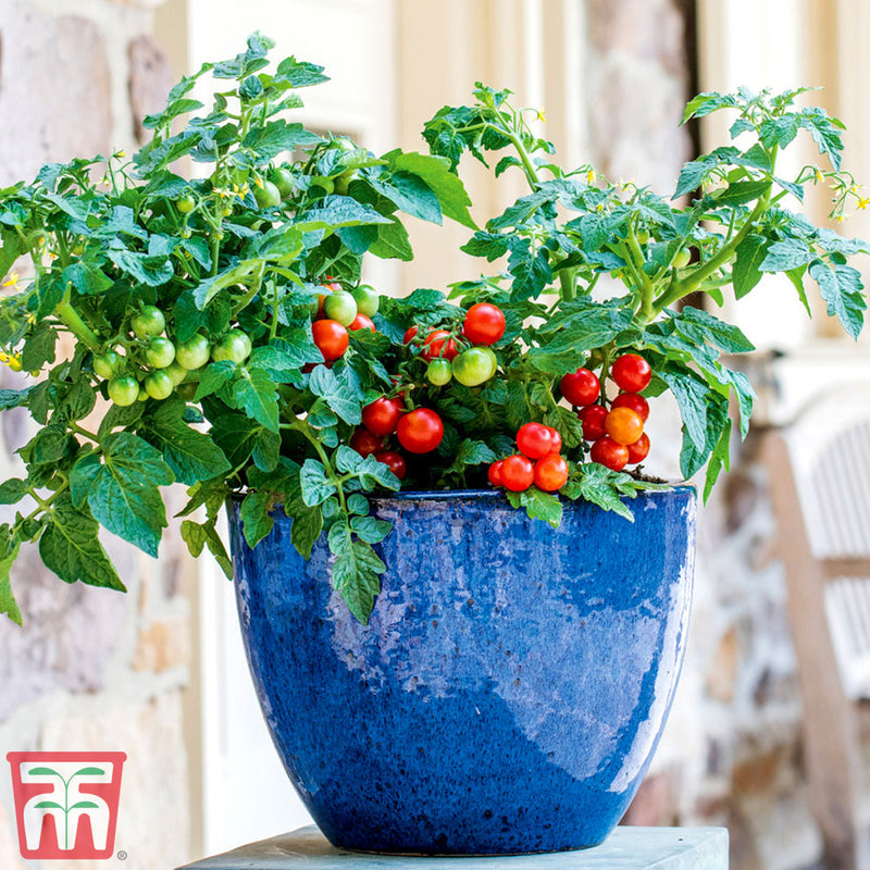 Tomato 'Veranda'