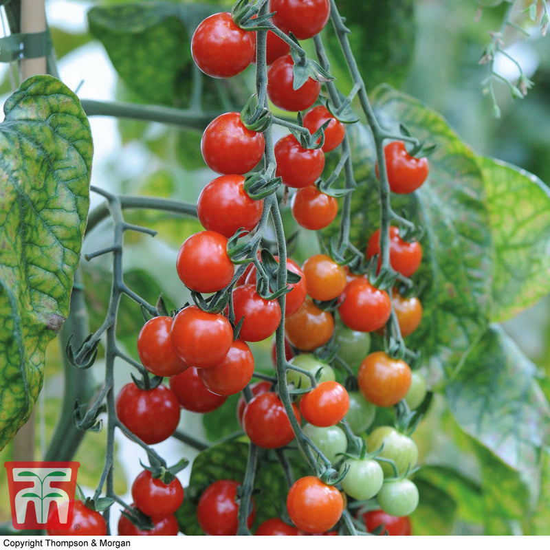 Tomato 'Sweet Aperitif'