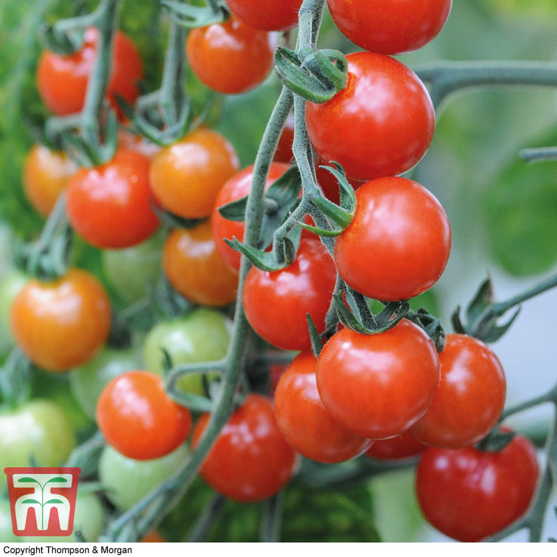Tomato 'Sweet Aperitif'