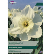 Daffodil Narcissus Dream Castle (7 Bulbs Per Pack)