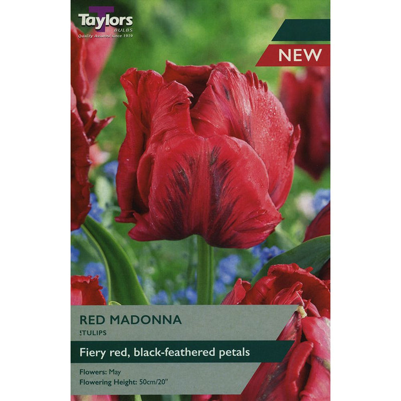 Tulip 'Red Madonna' Bulbs