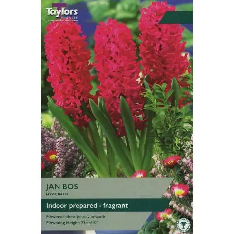HYACINTH JAN BOS PREPARED