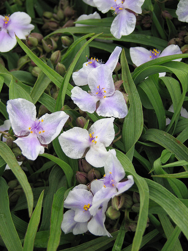 Tradescantia 'Bilberry Ice' with soft lilac-purple three-petalled flowers