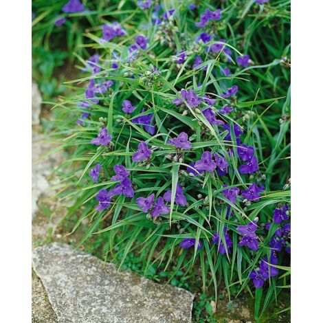 Tradescantia 'Leonora' with violet-blue three-petalled flowers