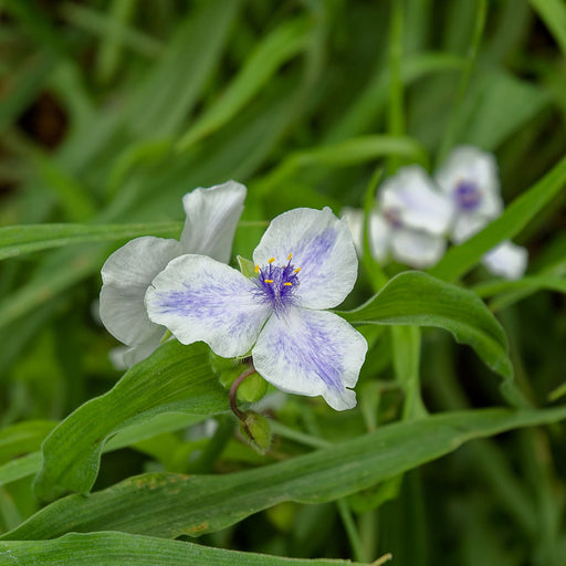 Tradescantia 'Osprey' with white flowers and violet-blue centres