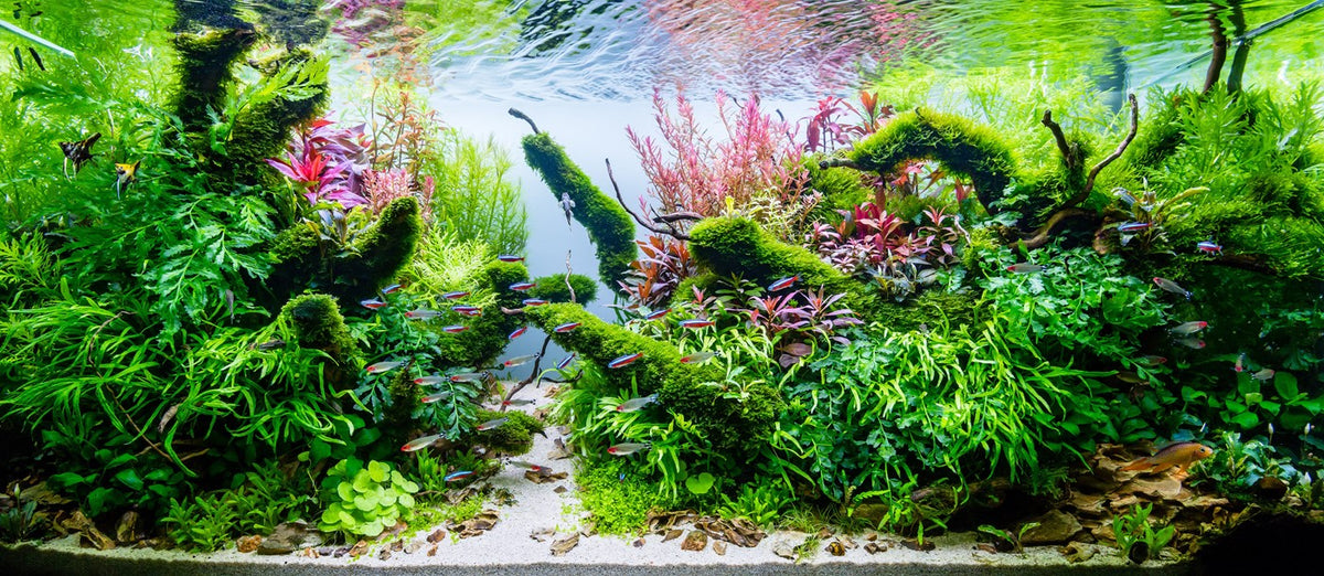 The Power of Silence, a 210 litre planted aquascape by Claudio Sartor, supplied by Tropica