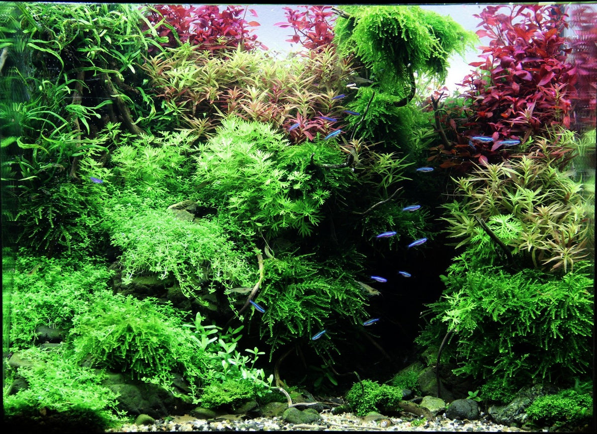 Tropica planted aquarium Layout 83