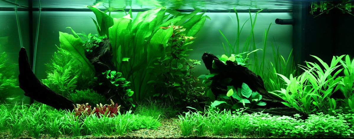 Tropica planted aquarium Layout 89