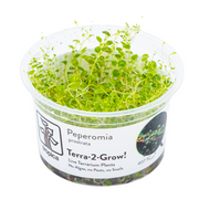 Tropica Peperomia prostrata 407 TC supplier image 1