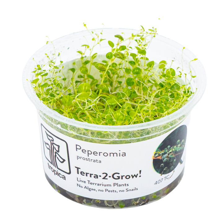 Tropica Peperomia prostrata 407 TC supplier image 1