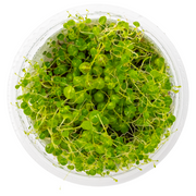 Tropica Peperomia prostrata 407 TC supplier image 2