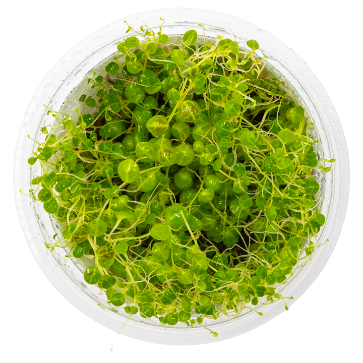 Tropica Peperomia prostrata 407 TC supplier image 2