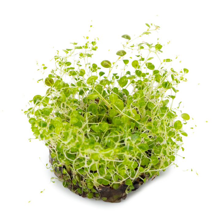 Tropica Peperomia prostrata 407 TC supplier image 3