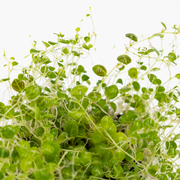 Tropica Peperomia prostrata 407 TC supplier image 4