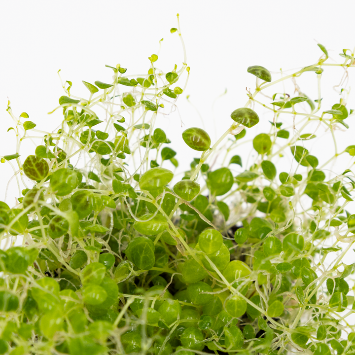 Tropica Peperomia prostrata 407 TC supplier image 4