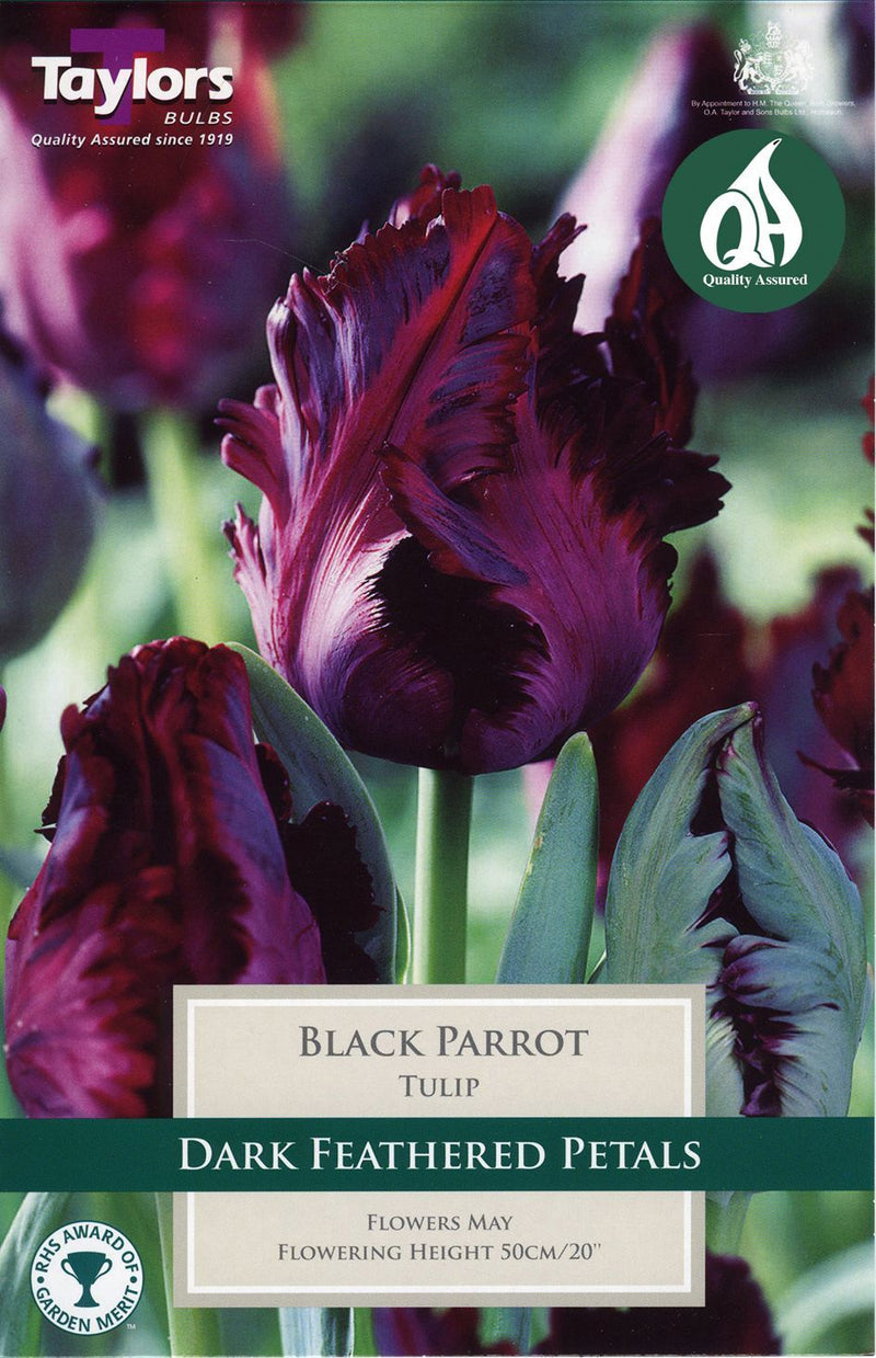 Tulip 'Black Parrot' (6 pack)