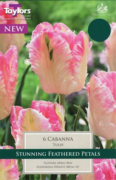 Tulip 'Cabanna' Bulbs