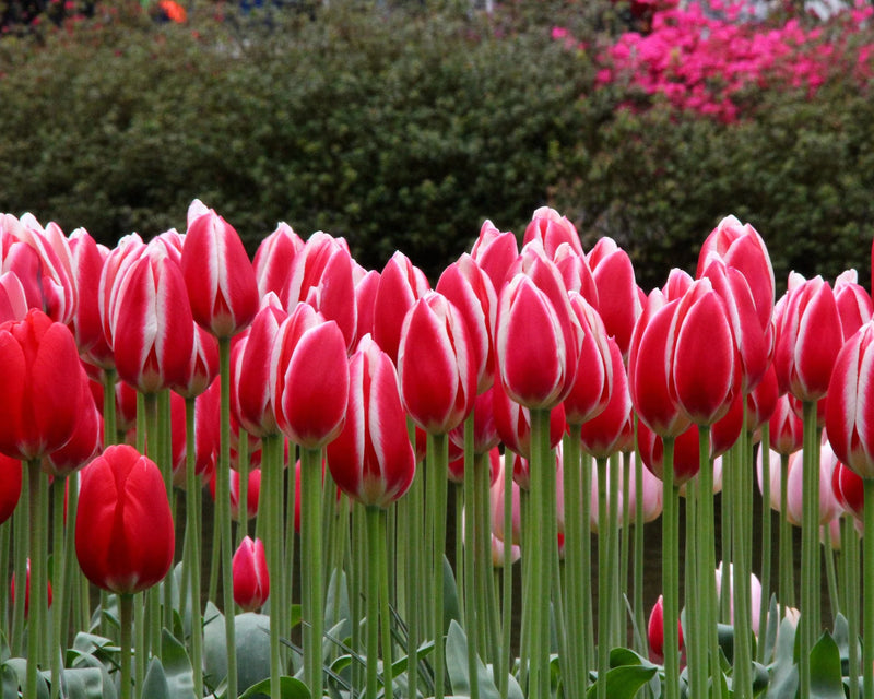 Tulip 'Candy Apple Delight' (6 Pack)