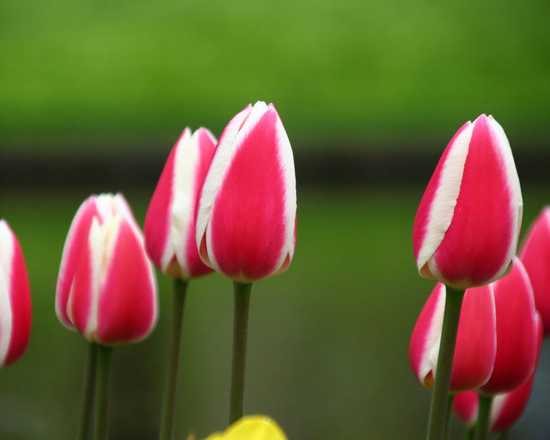 Tulip 'Candy Apple Delight' (6 Pack)