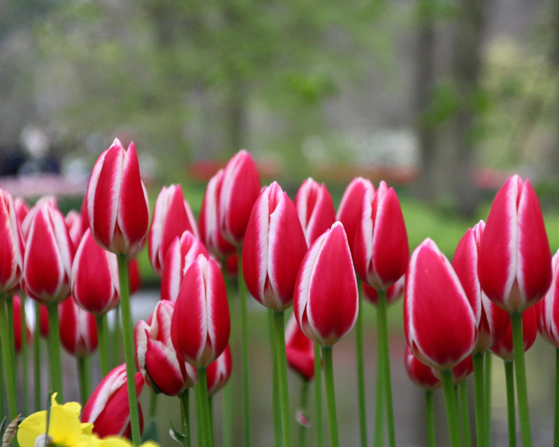 Tulip 'Candy Apple Delight' (6 Pack)