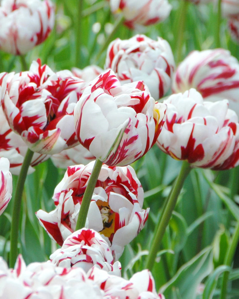 Tulip 'Carnaval De Nice' (5 Pack)