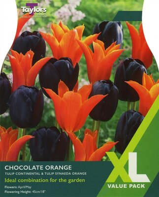 Tulip 'Chocolate Orange' (15 Pack)