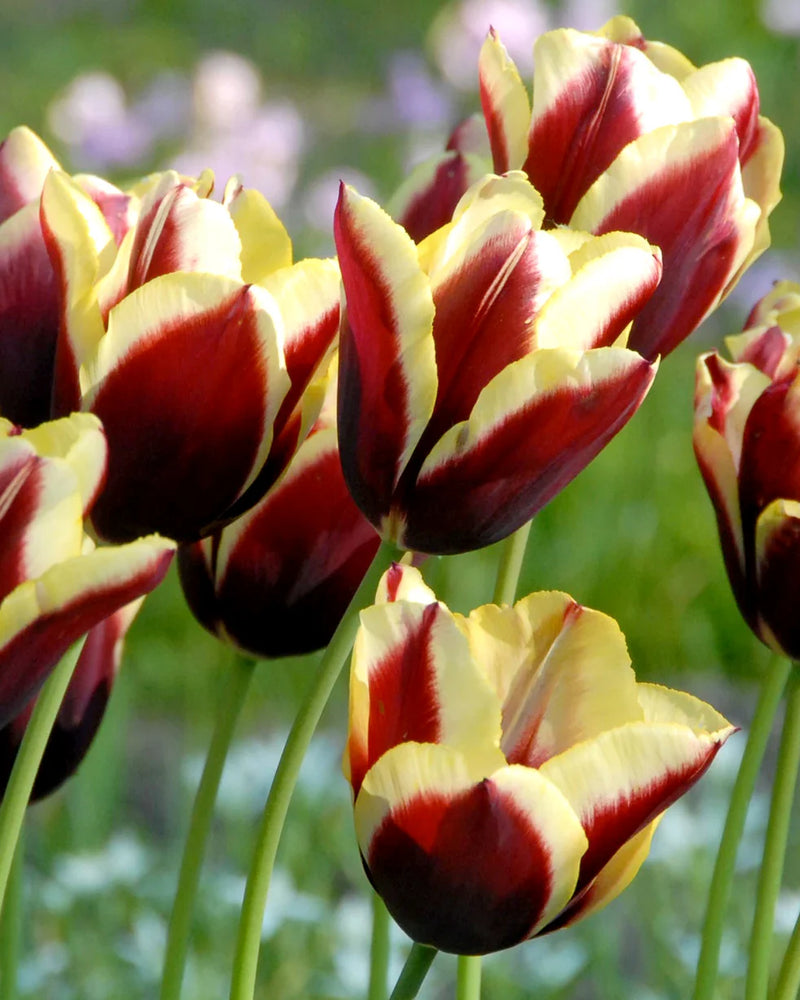 Tulip 'Gavota' (6 pack)