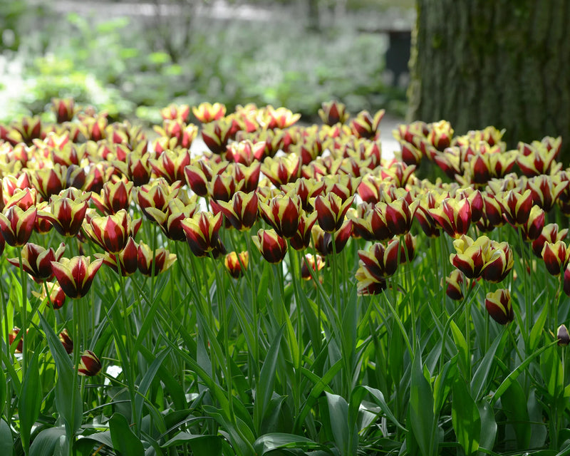 Tulip 'Gavota' (6 pack)